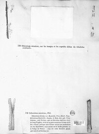 Sclerotium minutum image